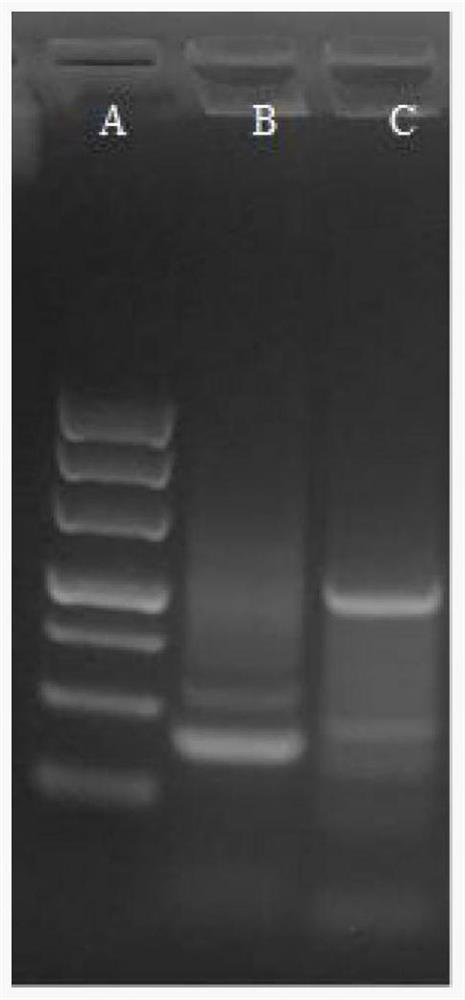 A kind of recombinant reca* protein and its expression method and application