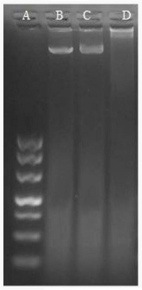 A kind of recombinant reca* protein and its expression method and application