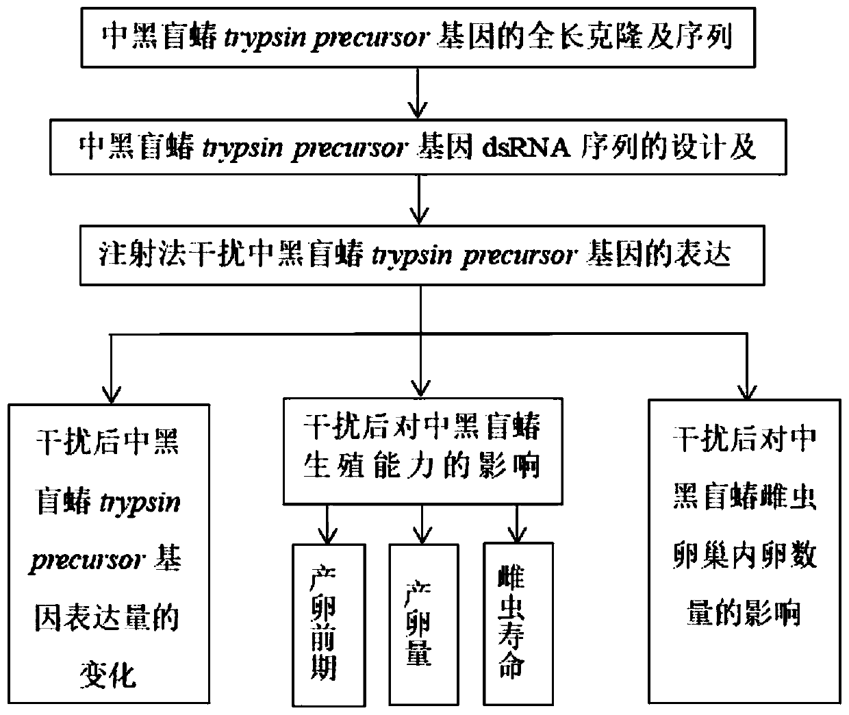 Trypsin precursor gene and its encoded protein, interfering RNA and application thereof