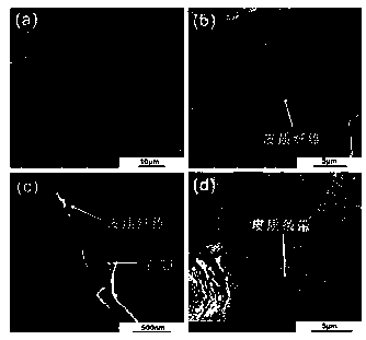 Method for analyzing pore structure of organic matter in Lower Paleozoic shale