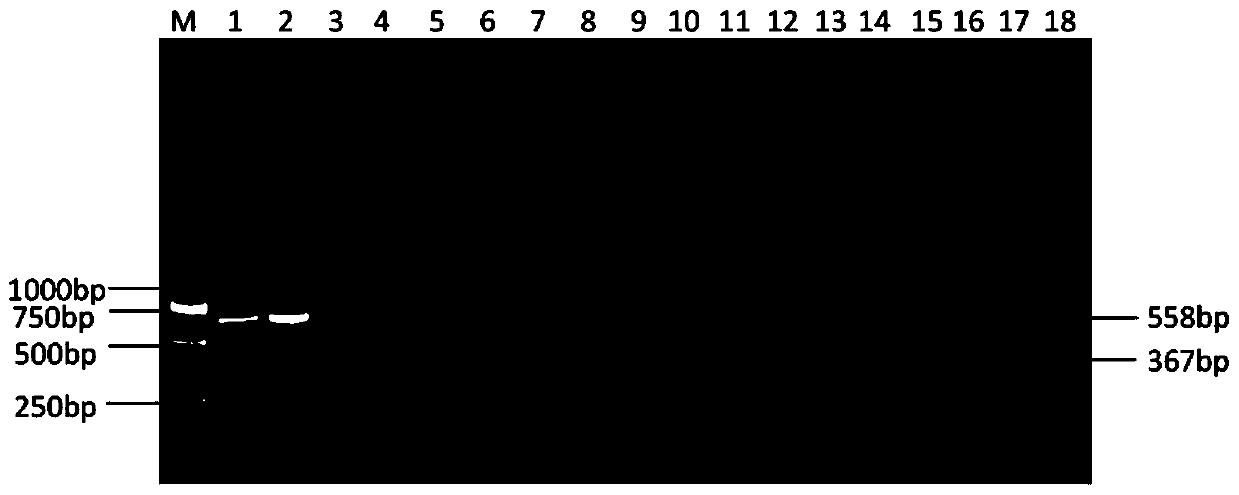 Double PCR detection primer combination, detection kit and method for chicken parvoviruses and H9 subtype avian influenza viruses