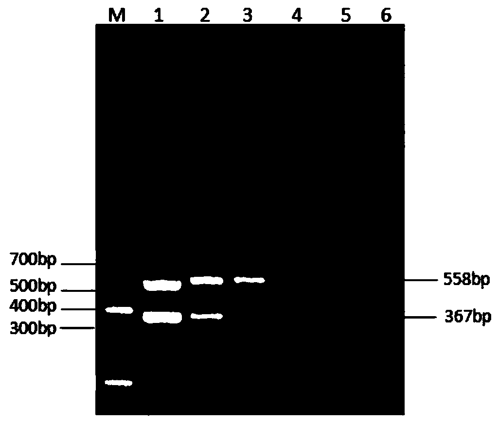 Double PCR detection primer combination, detection kit and method for chicken parvoviruses and H9 subtype avian influenza viruses