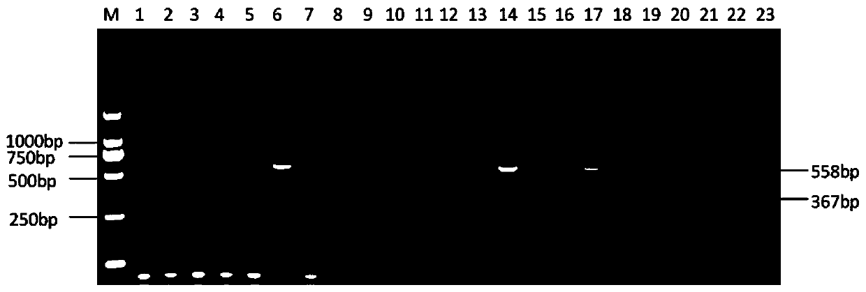 Double PCR detection primer combination, detection kit and method for chicken parvoviruses and H9 subtype avian influenza viruses