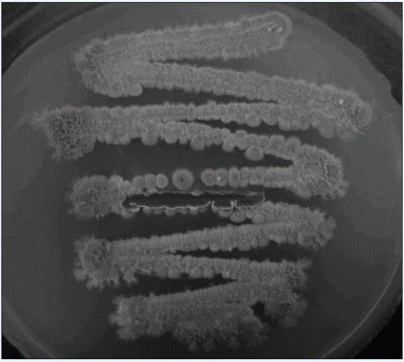 Streptomyces lavendulae and antibiological inoculant as well as application of antibiological inoculant