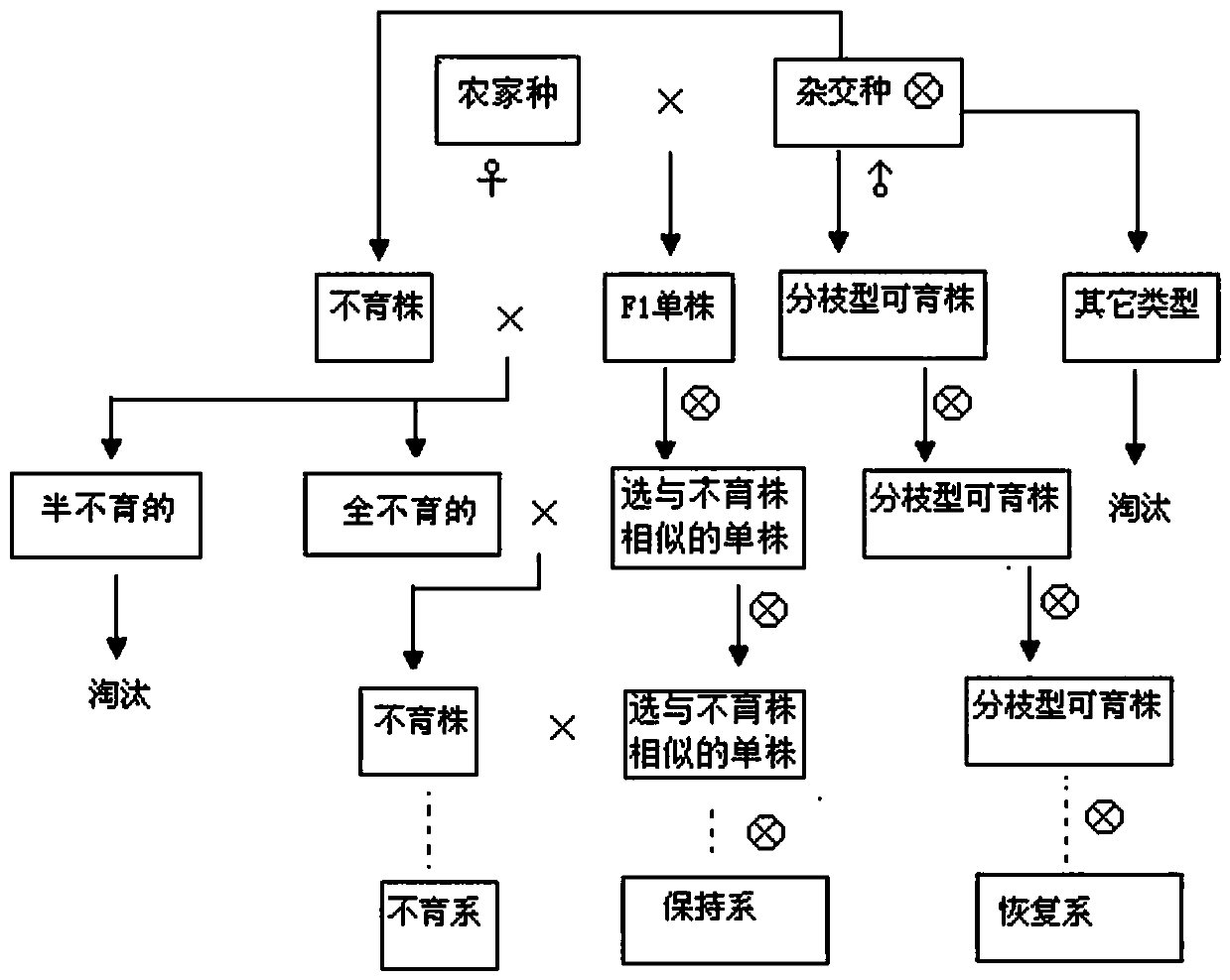 A kind of three-line breeding method of edible sunflower