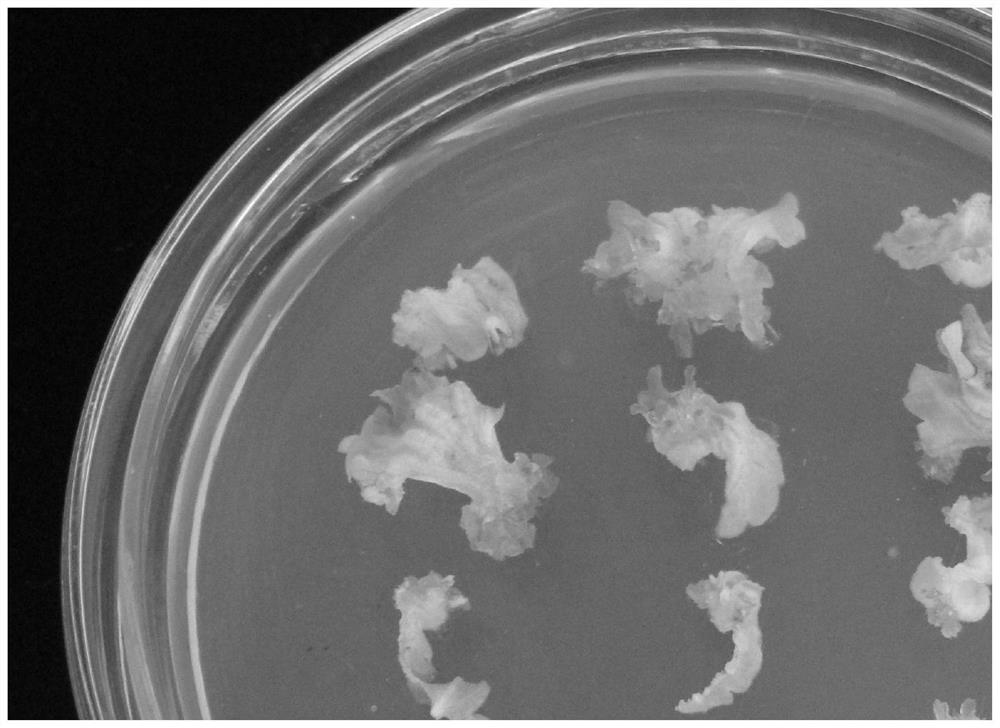 A method for inducing adventitious bud regeneration of alum root