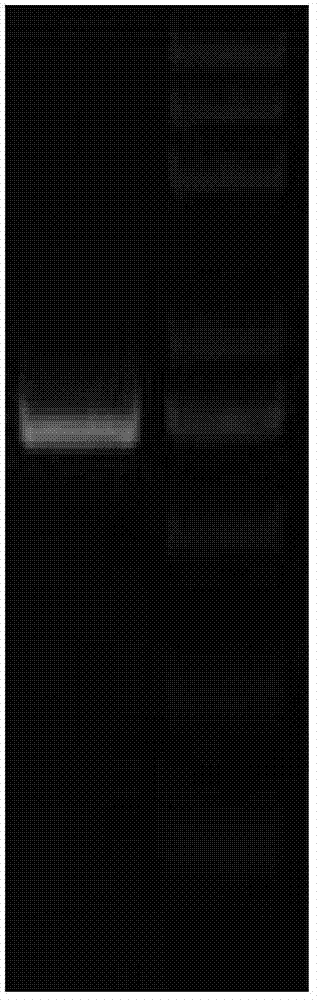 Oil-degradation oil-and-salt tolerance bacterial strain, and screening method and application thereof