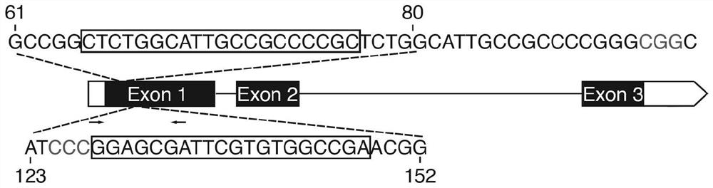 The system and application of modifying oshph gene to obtain dwarf rice by using crispr-cas system