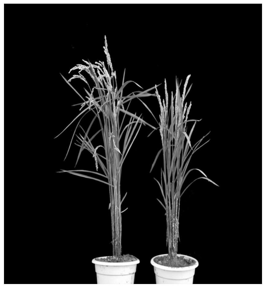 The system and application of modifying oshph gene to obtain dwarf rice by using crispr-cas system