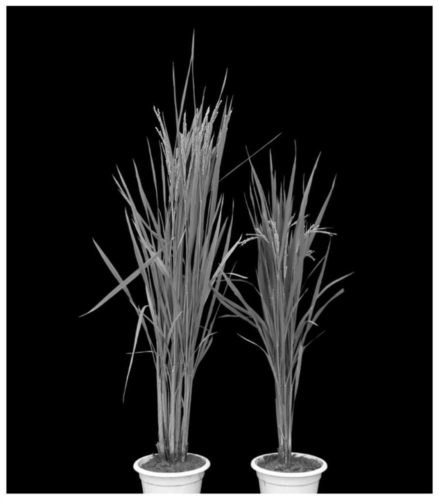 The system and application of modifying oshph gene to obtain dwarf rice by using crispr-cas system