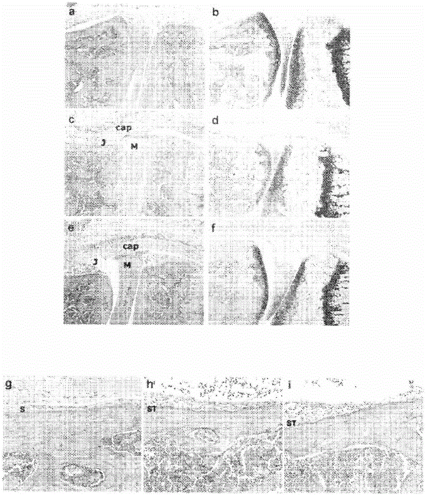 Biological materials and therapeutic uses thereof