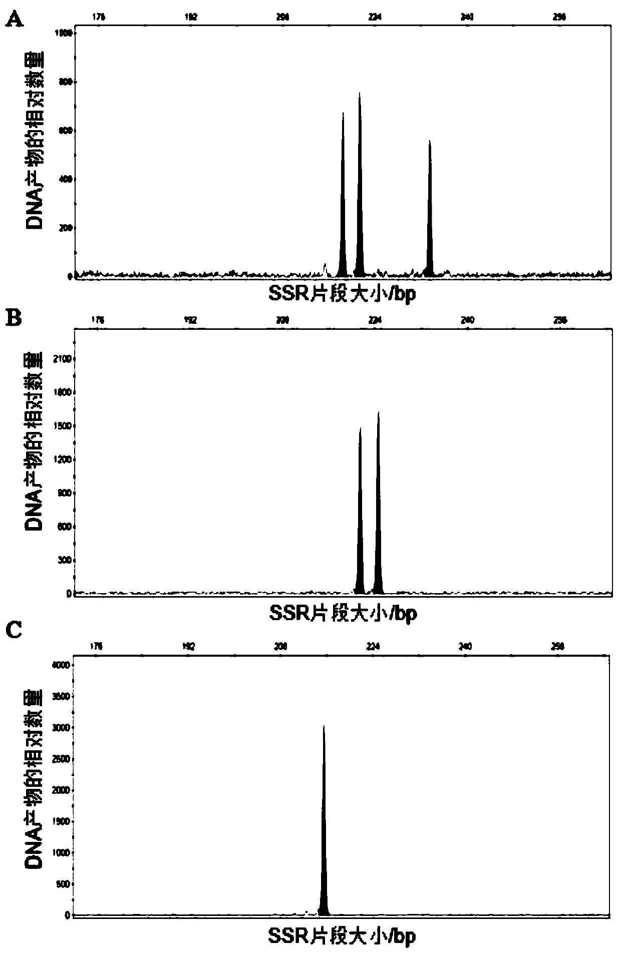 Lycoris spp. plant fluorescence EST-SSR molecular marker and application thereof