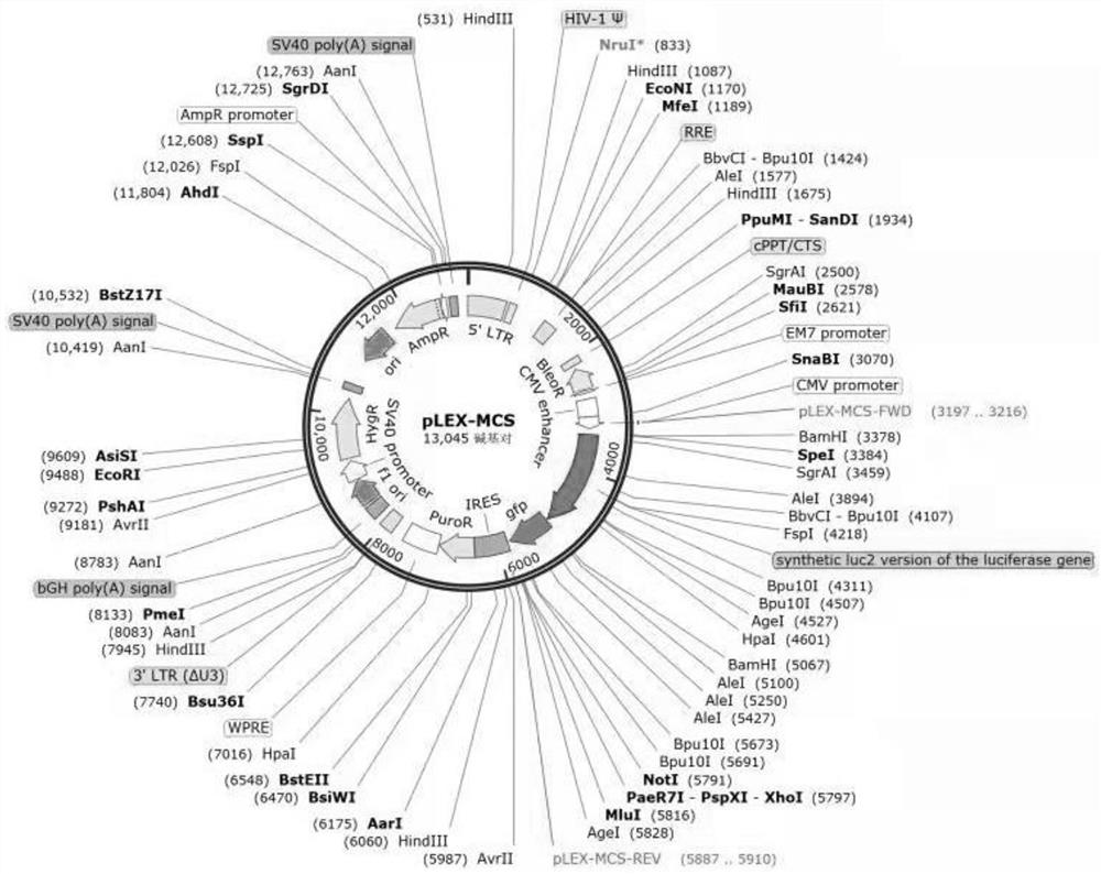 In-vitro cell model for simulating revascularization after breast cancer radiotherapy and preparation method and application of in-vitro cell model