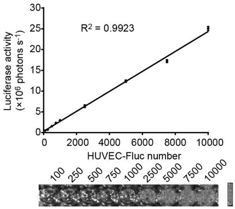 In-vitro cell model for simulating revascularization after breast cancer radiotherapy and preparation method and application of in-vitro cell model