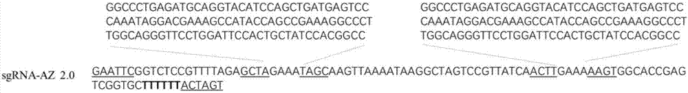 Aptazyme modified sgRNA carrier with theophylline regulated expression and application