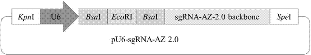 Aptazyme modified sgRNA carrier with theophylline regulated expression and application