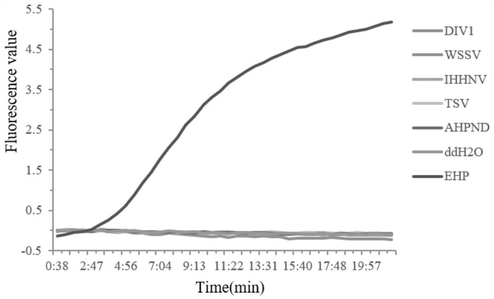 RPA primer, probe, kit and method for detecting enterocytozoon hepatopenaei