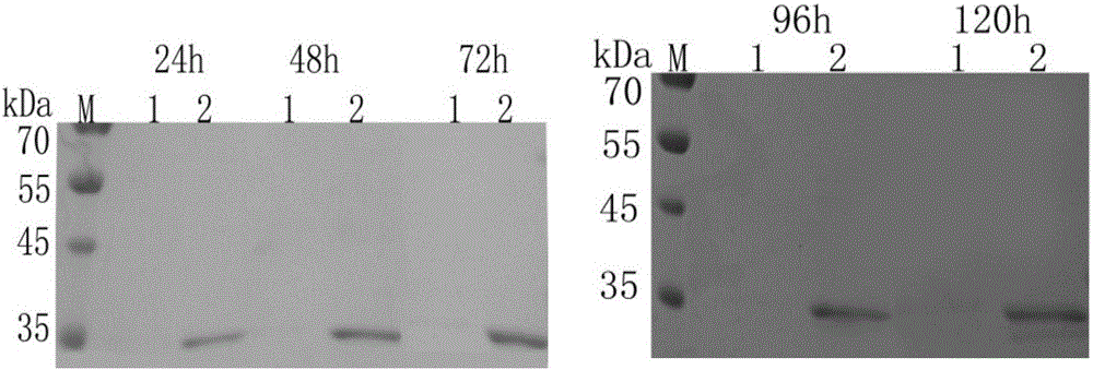 Parathion-methyl degradation enzyme mutant as well as encoding gene and application thereof