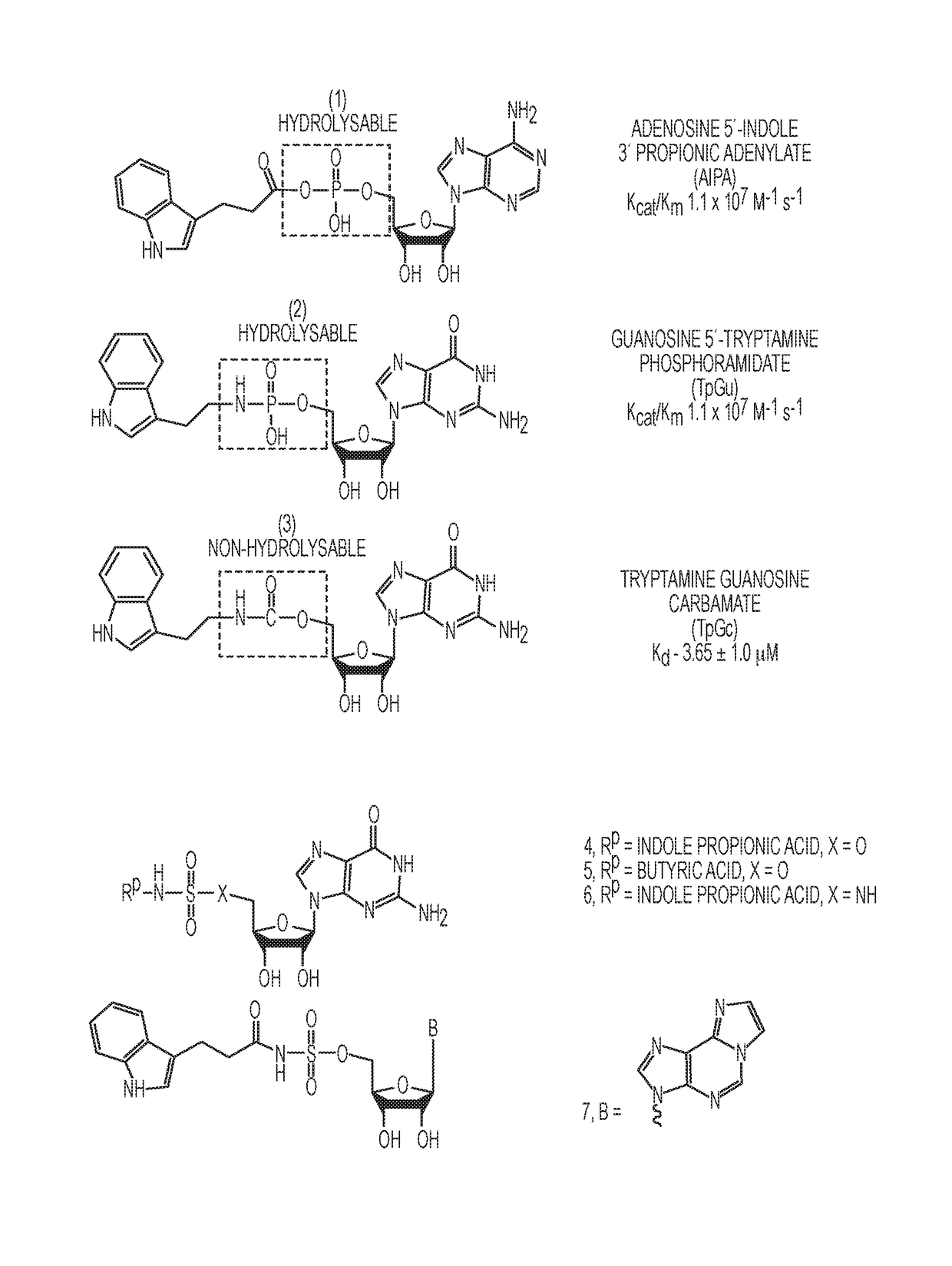 SULFAMIDE AND SULFAMATE INHIBITORS OF hHint1