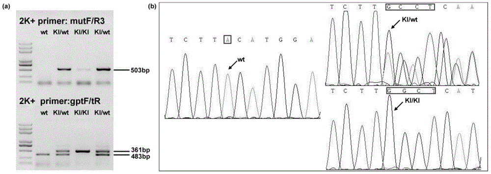 Method for constructing human epidermolytic palmoplantar keratoderma mouse model