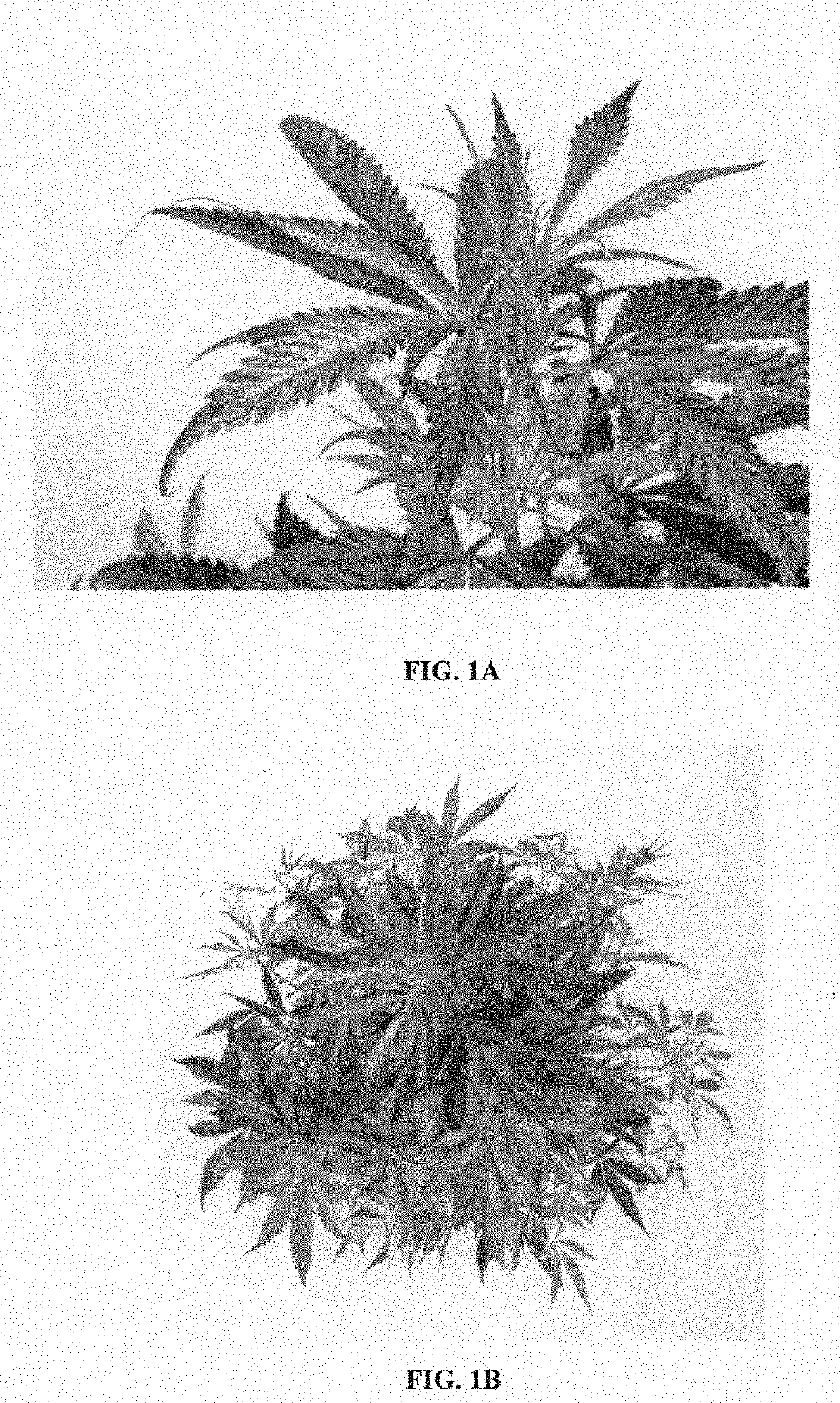 Ornamental cannabis sativa L. variety named 'Divina'
