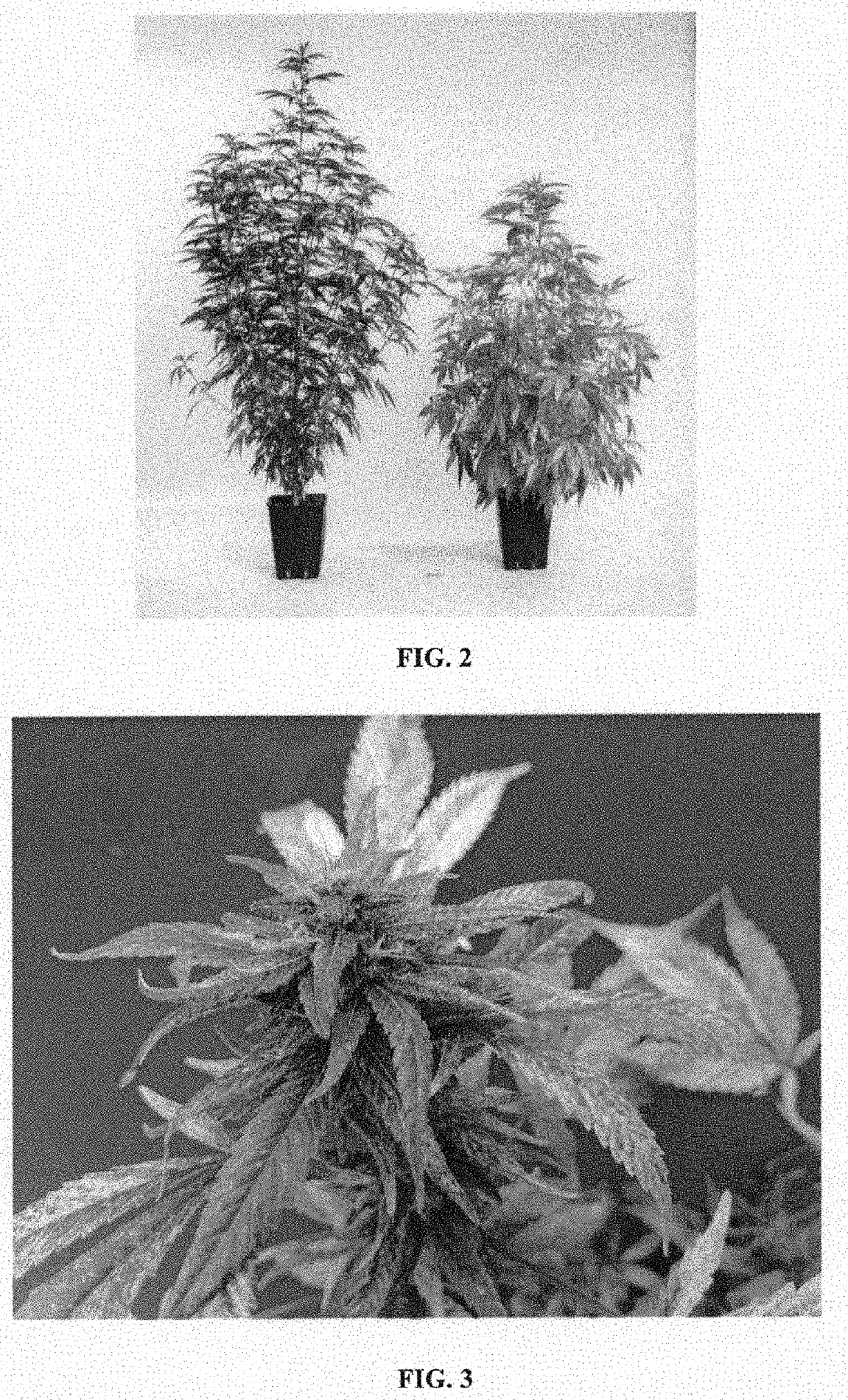 Ornamental cannabis sativa L. variety named 'Divina'