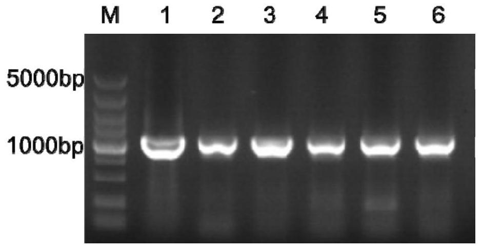 Application of gene fopdcd5 in regulating pathogenicity of Fusarium wilt