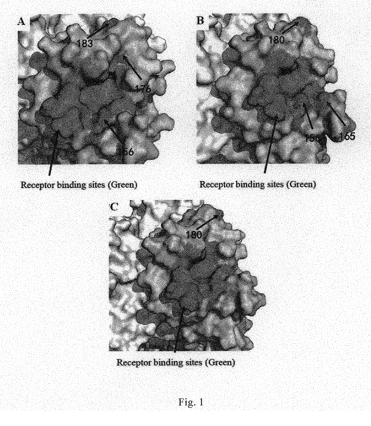 Broad-spectrum monoclonal Anti-flu b antibody and uses thereof