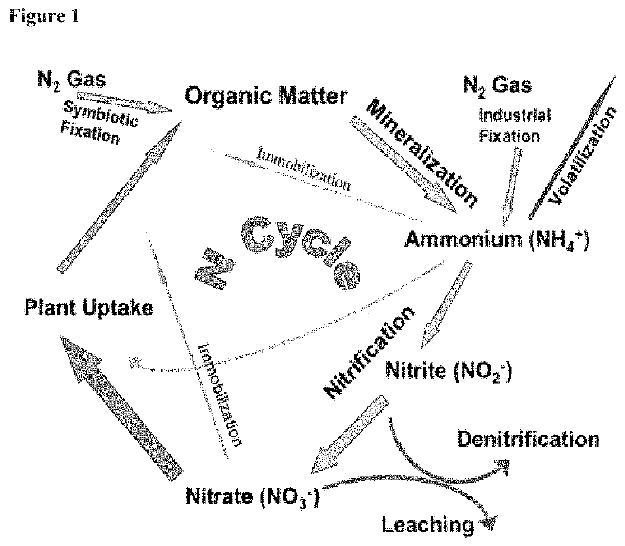 Nitrogen fertilizer bio-catalyst for sustainable crop production