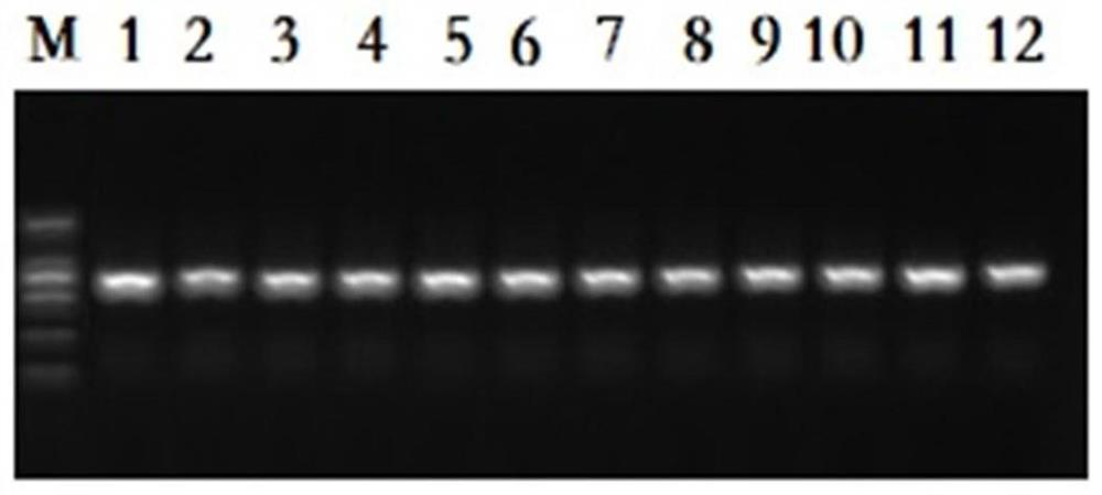 Detection method and kit for anti-PPO inhibitor herbicide Amaranth retroflexi