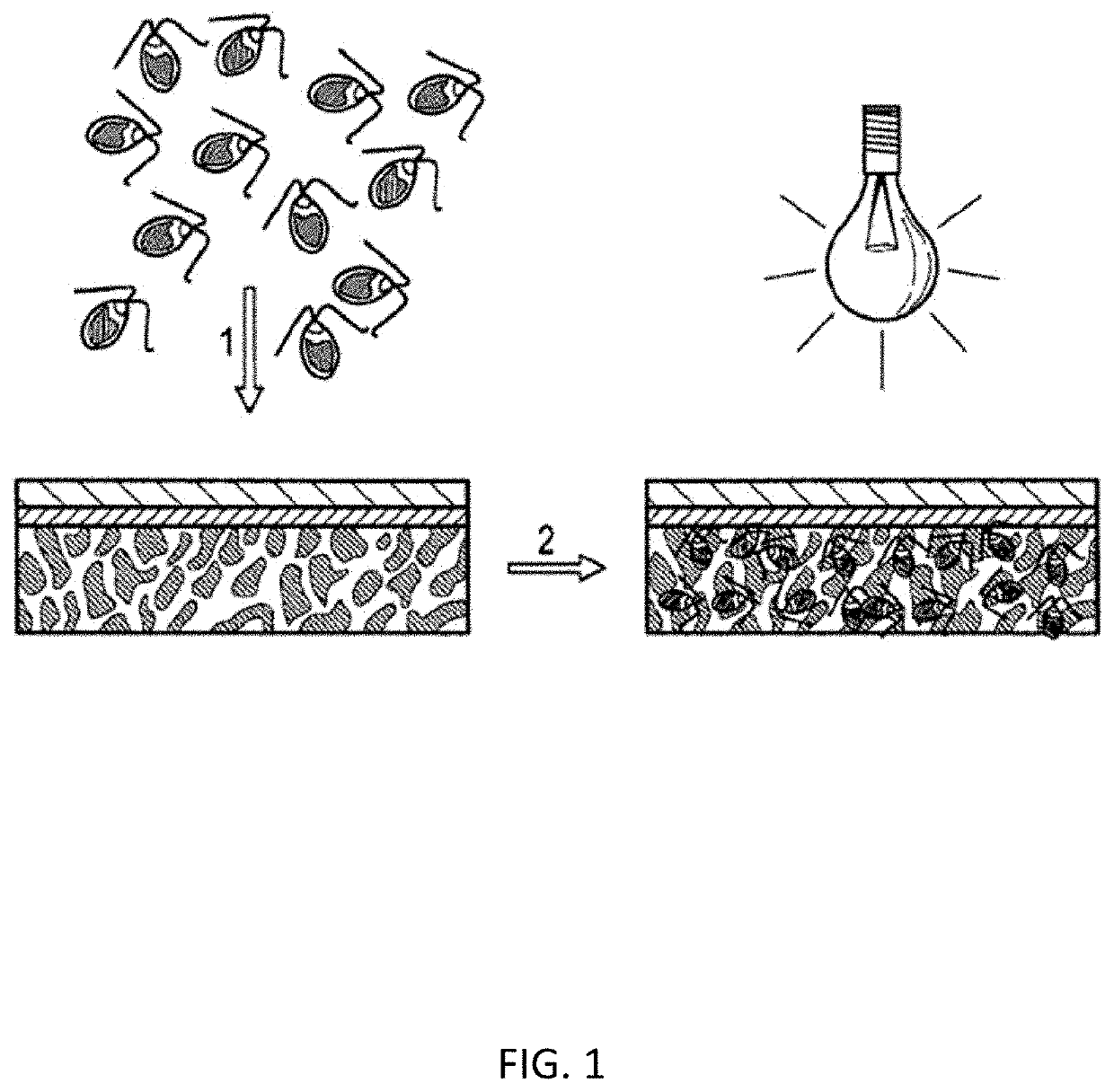 Photosynthetic cellular substances and methods of use thereof