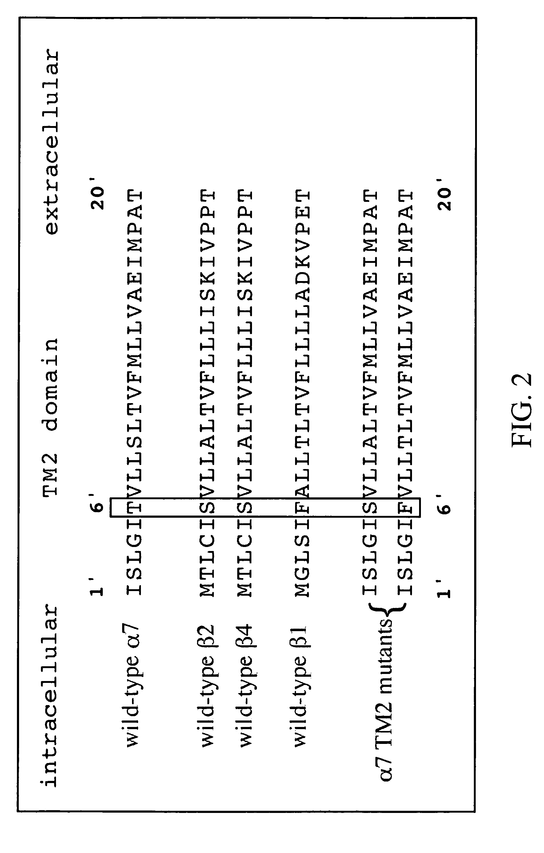 Variant neuronal nicotinic alpha-7 receptor and methods of use