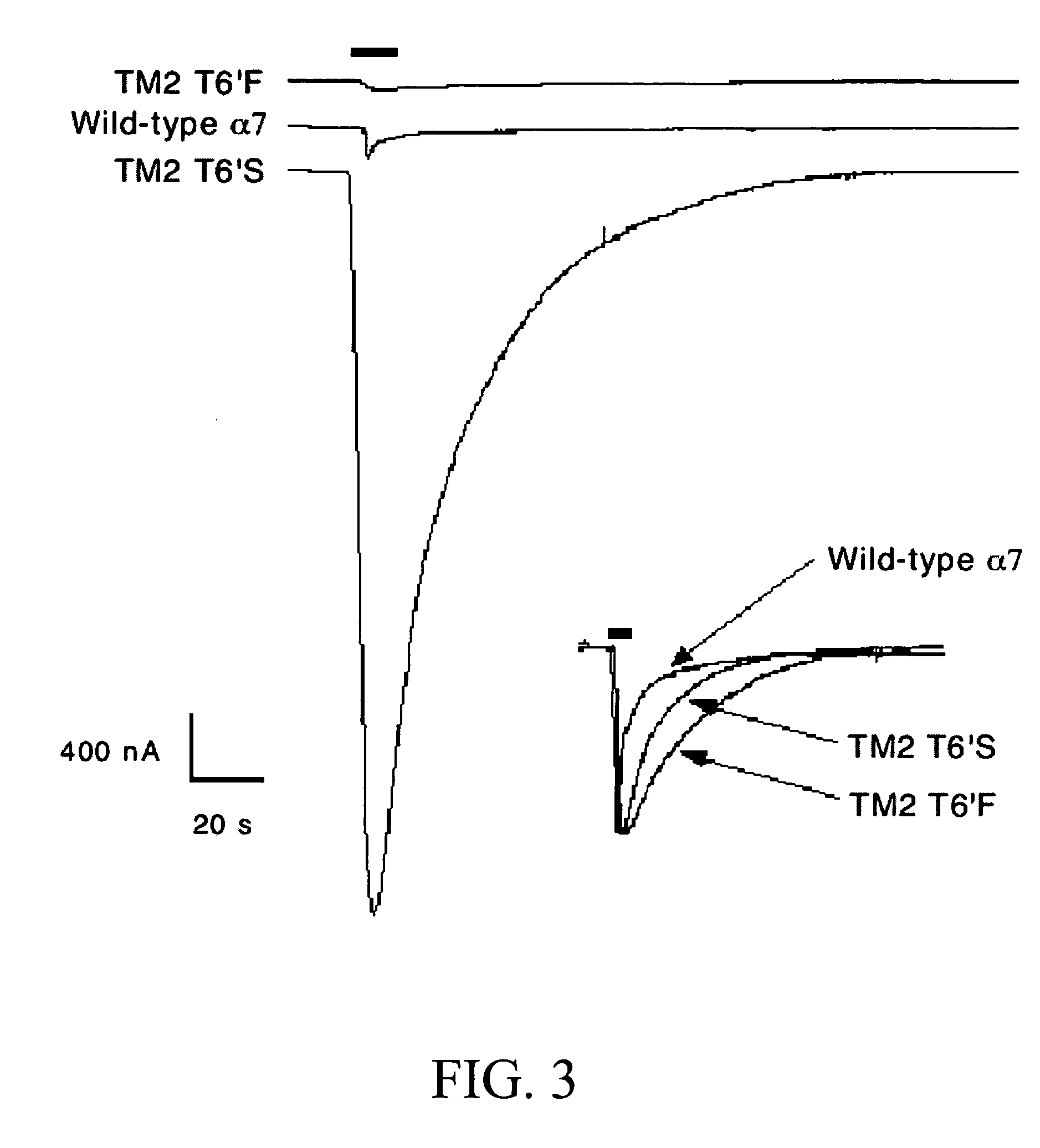 Variant neuronal nicotinic alpha-7 receptor and methods of use