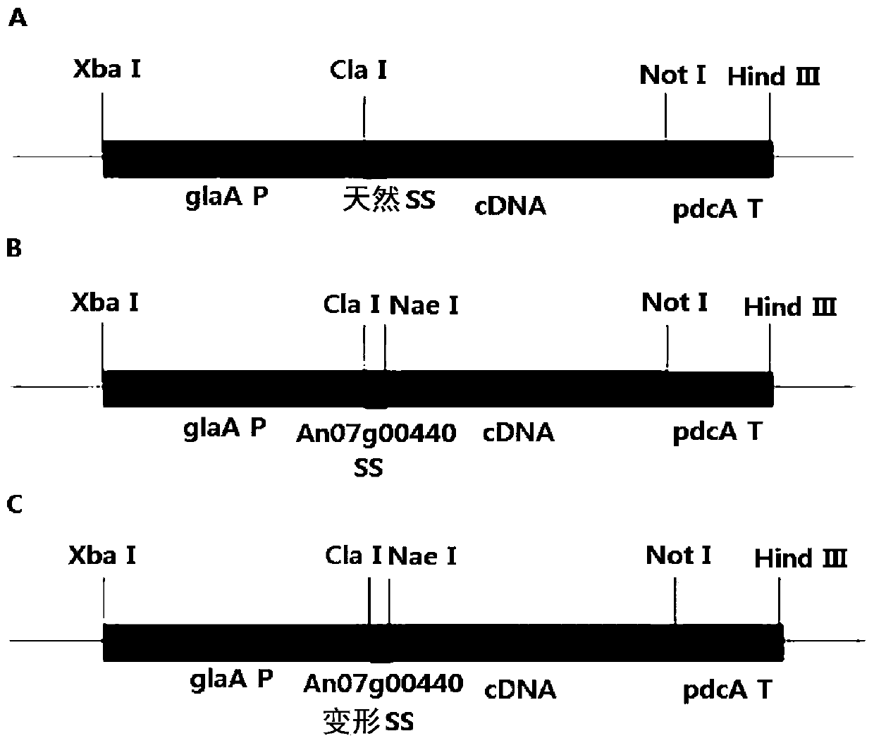 Novel catalase signal sequence and catalase expression method using the same