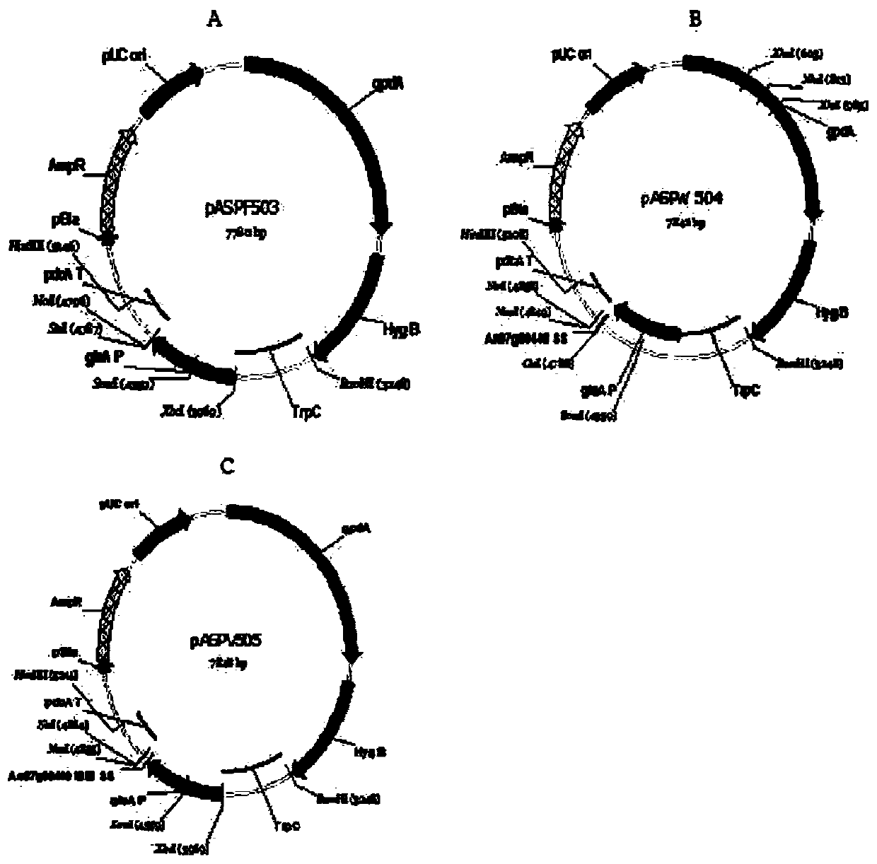 Novel catalase signal sequence and catalase expression method using the same