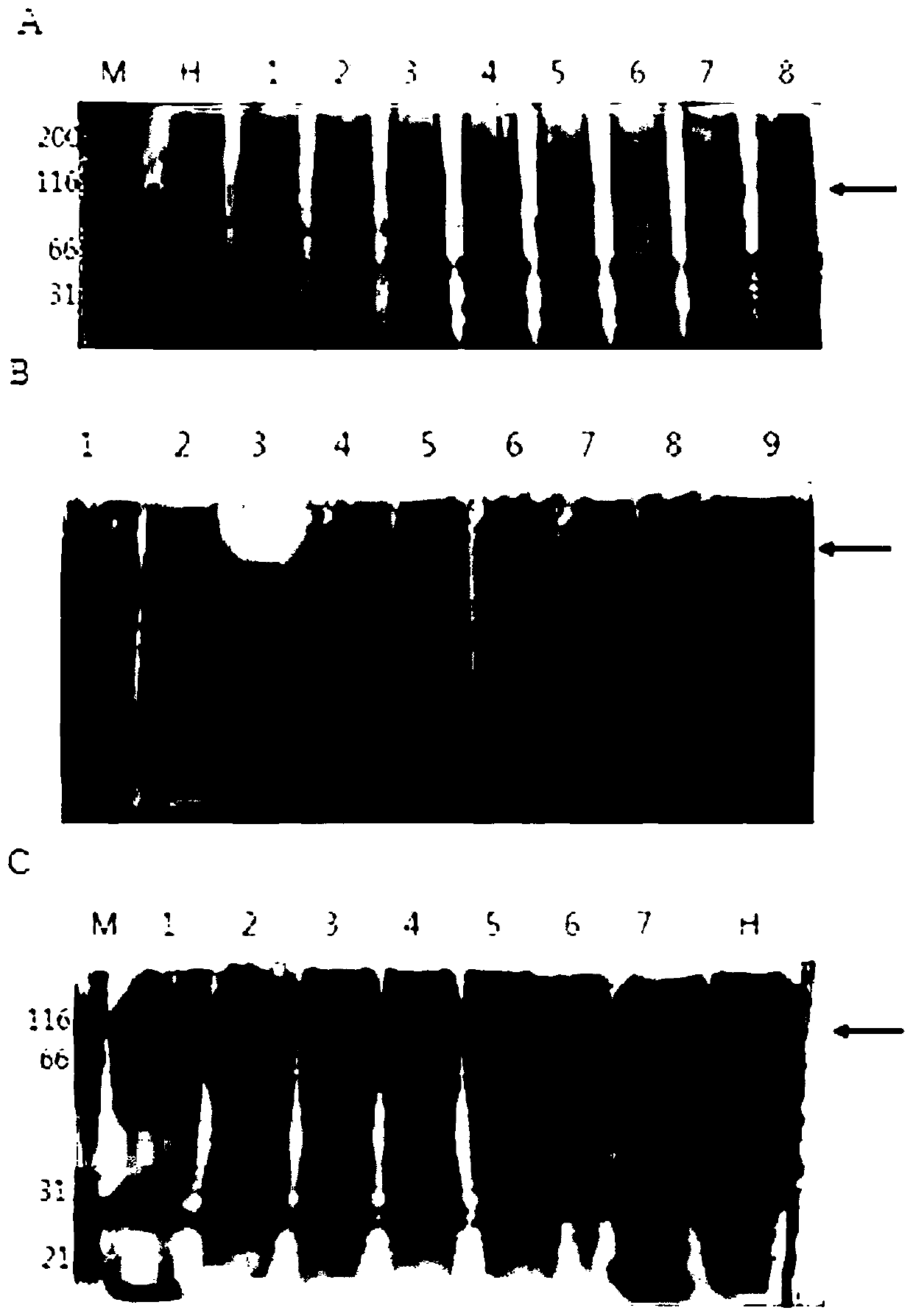 Novel catalase signal sequence and catalase expression method using the same