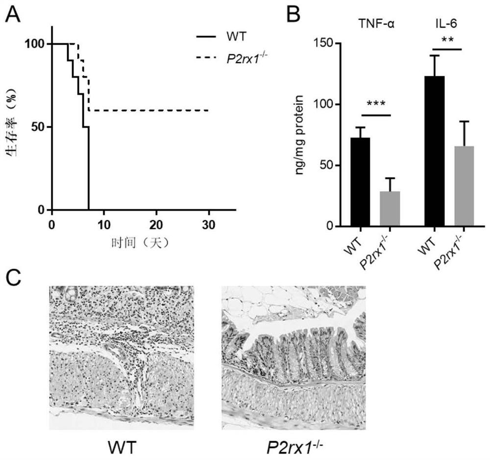 Medicine for treating acute radiation enteritis