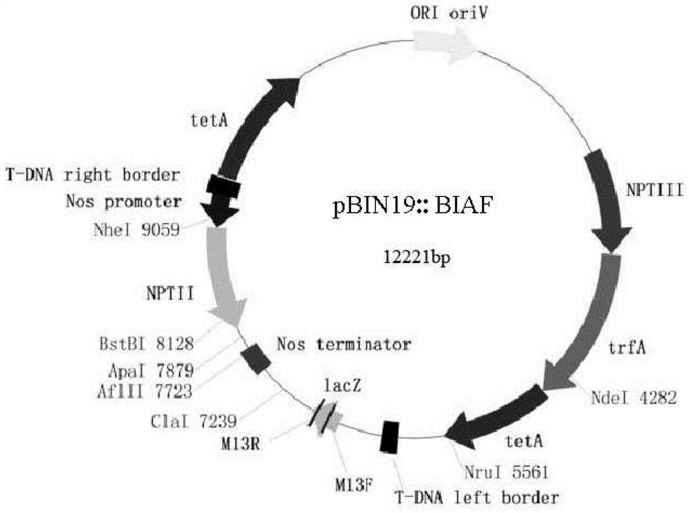 Application of plant BIAF gene