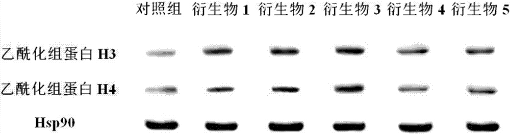 Application of histone deacetylase and inhibitor thereof to preparation of tumor whole cell antigen loaded DC (dendritic cell) tumor vaccine