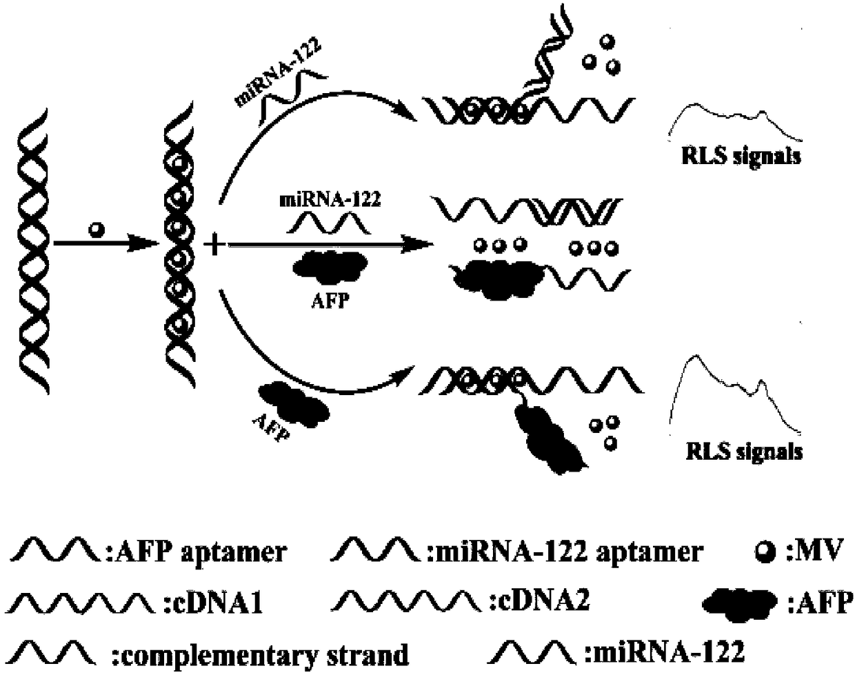 Biosensor for simultaneously detecting AFP (Alpha Fetoprotein) and miRNA-122 through resonance light scattering and preparation method of biosensor