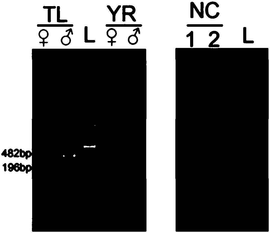 Pelodiscus sinensis sex identification primer set, locus and method