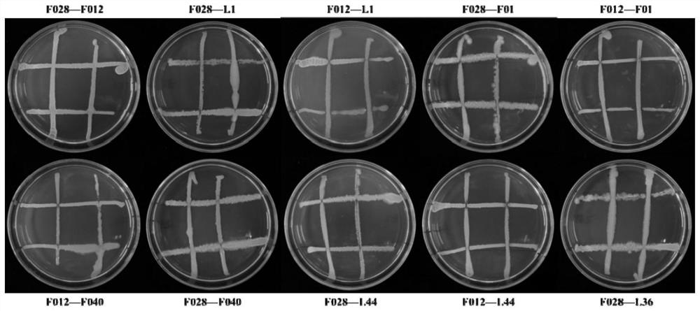 Microbial complex microbial inoculant and application thereof in prevention and treatment of plant diseases