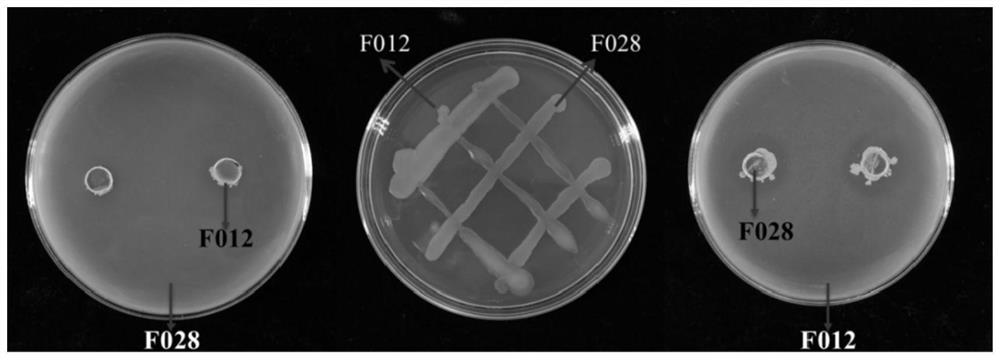 Microbial complex microbial inoculant and application thereof in prevention and treatment of plant diseases