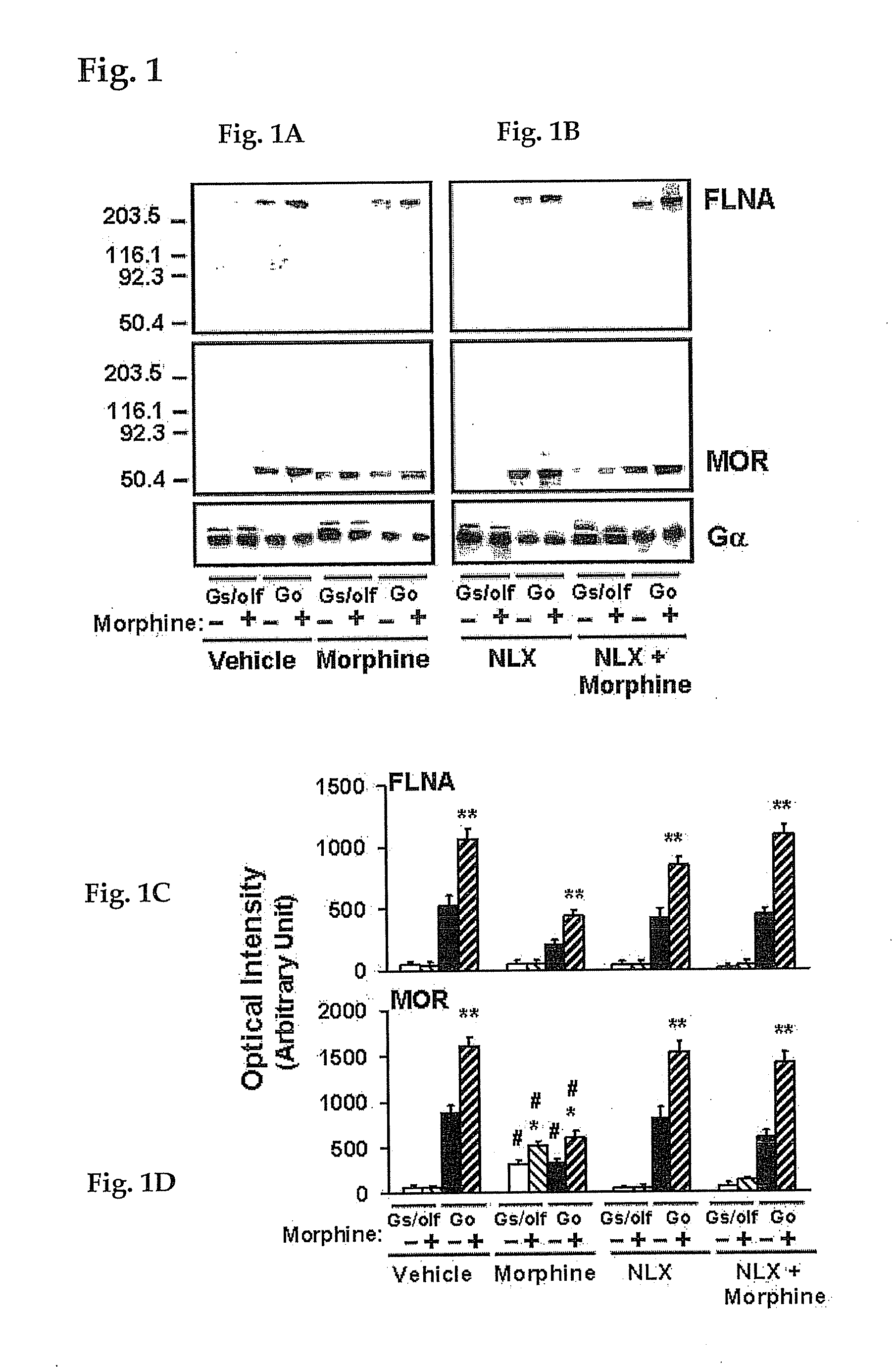 Analgesia with minimal tolerance and dependence by a mu opioid receptor agonist that also binds filamin a