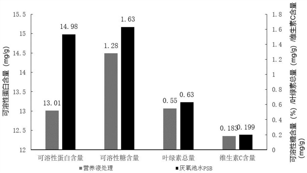 Method for preparing ecological bacterial fertilizer by utilizing pig manure wastewater subjected to anaerobic treatment