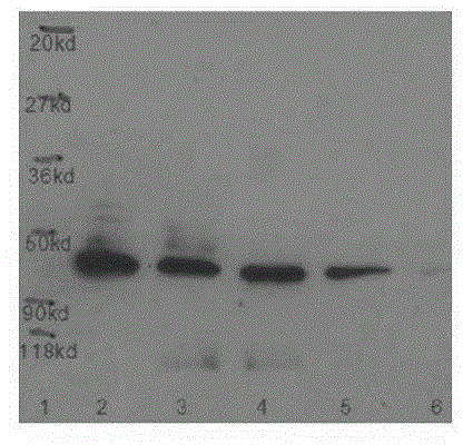 Preparation and application of enrichment column for immunoaffinity purification of recombinant protein tagged with flag peptide