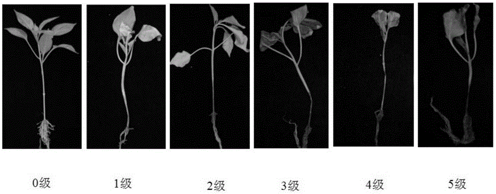 A kind of breeding method of heat-resistant capsicum rootstock of different physiological races resistant to blight