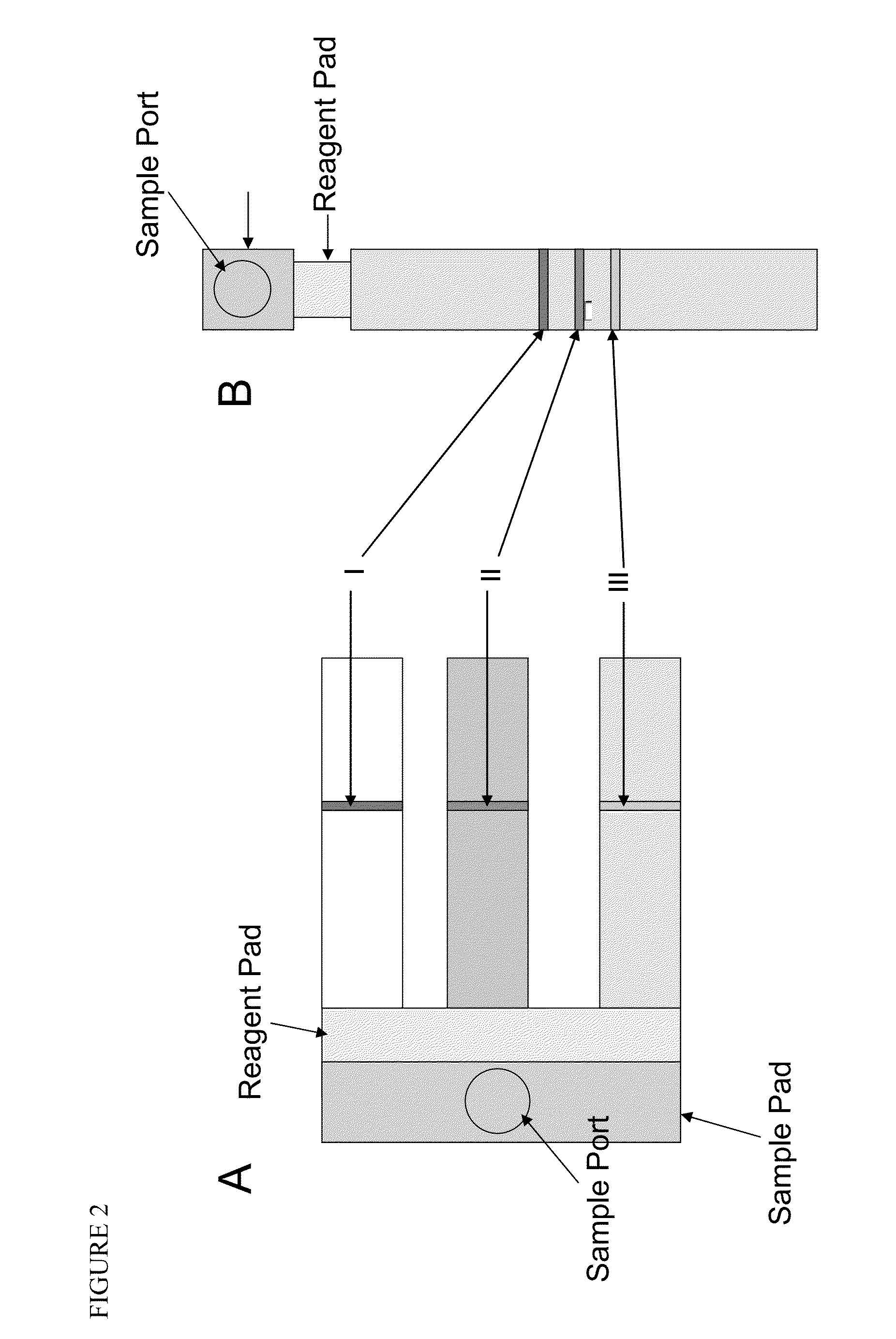 Lateral flow strip assay with immobilized conjugate