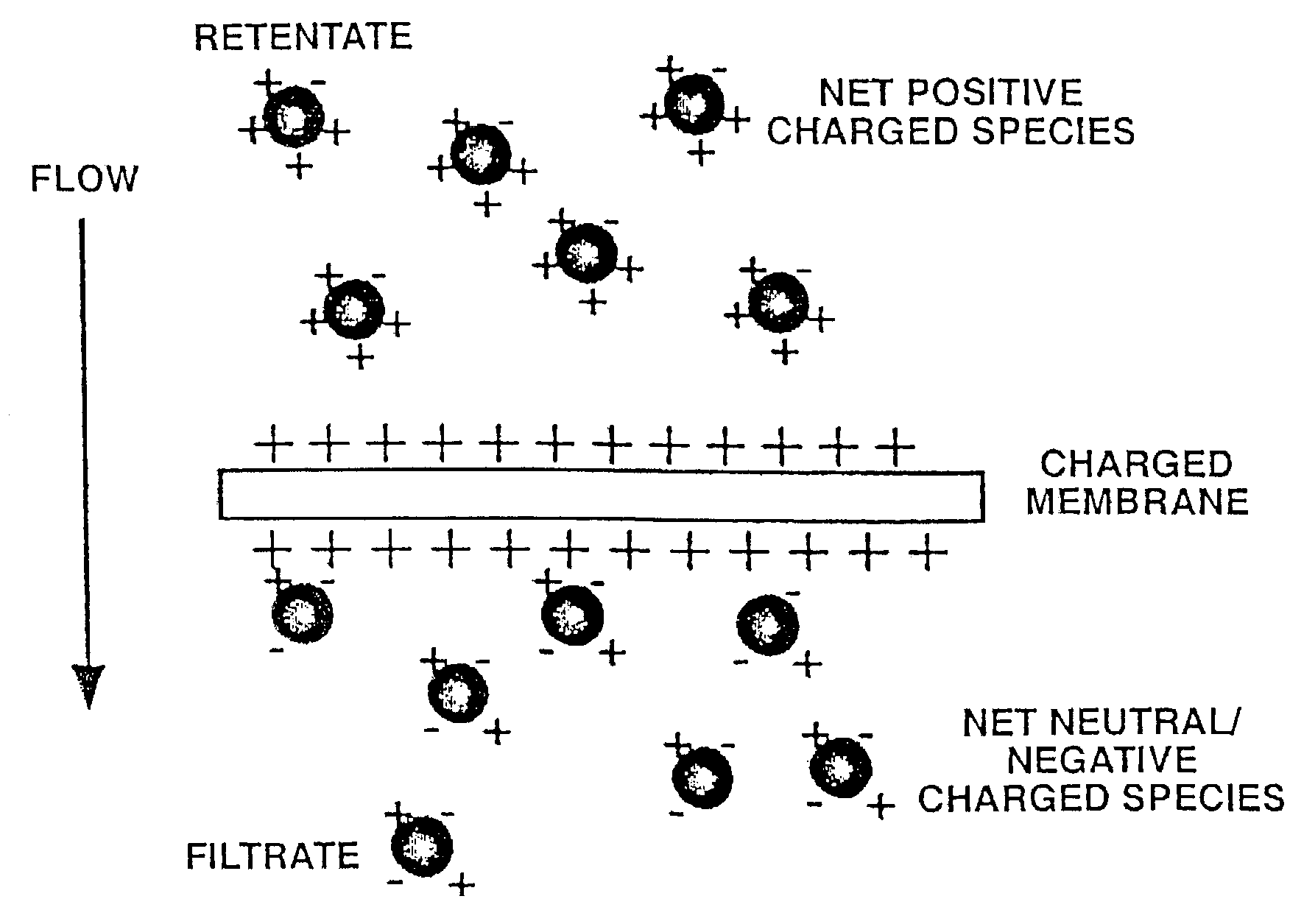 Charged filtration membranes and uses therefor