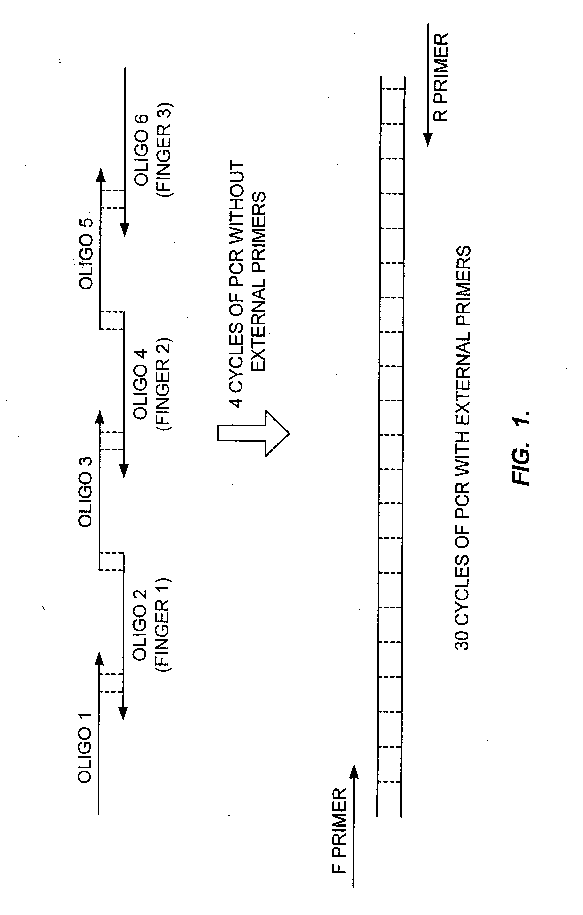 Randomized libraries of zinc finger proteins